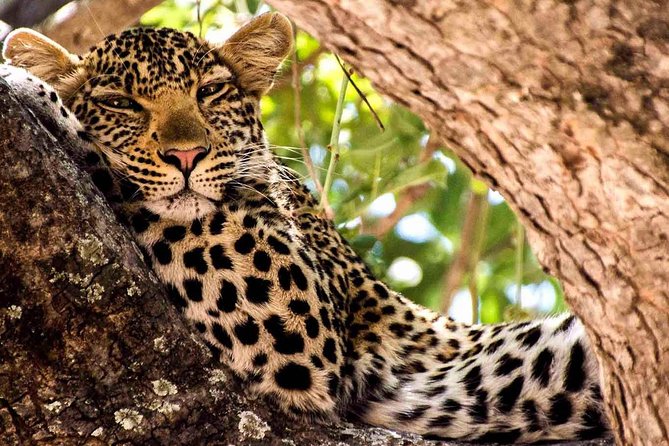 2 Days Ruaha National Park - National Park Fees