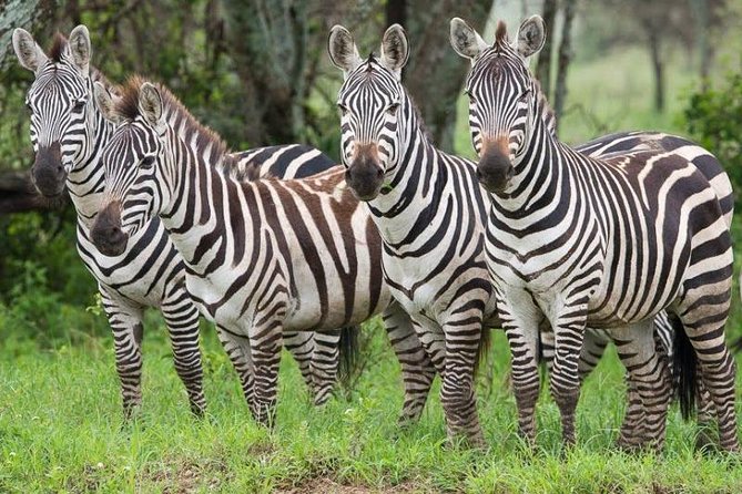 2 Days Ruaha National Park - Health and Safety Guidelines