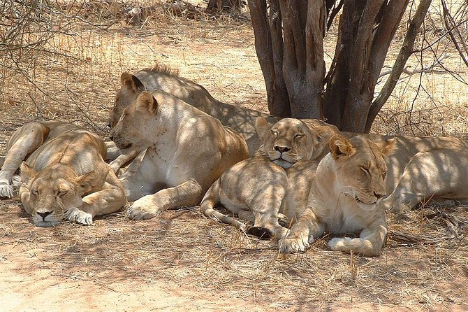 2 Days Ruaha National Park - Reviews and Experiences
