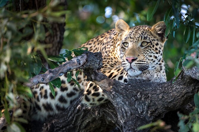 2 Days Ruaha National Park - Booking Information and Pricing