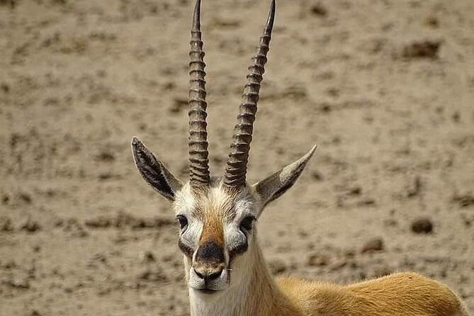 2 Days Saadani National Park From Zanzibar - Pricing and Reviews