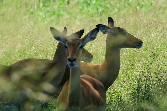 2 Days Saadani National Park From Zanzibar - Afternoon Game Drive