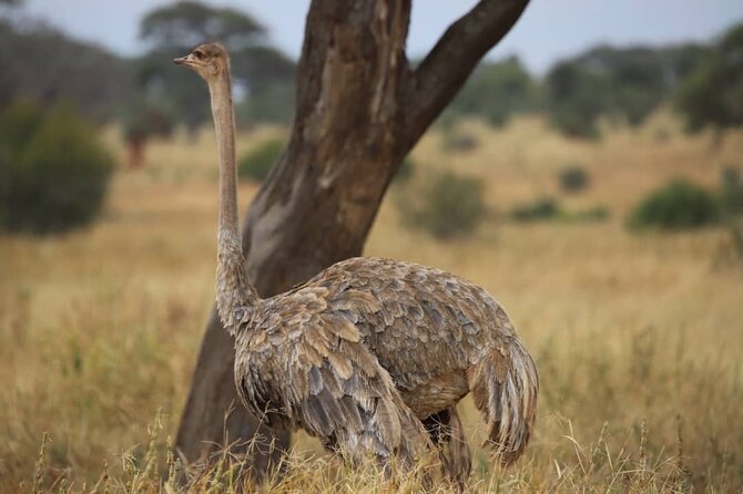 2 Days Safari in Tarangire and Ngorongoro Crater - Exploring Tarangire National Park