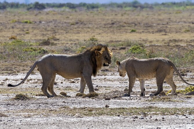 2 Days Safari of Masai Mara - Safari Highlights