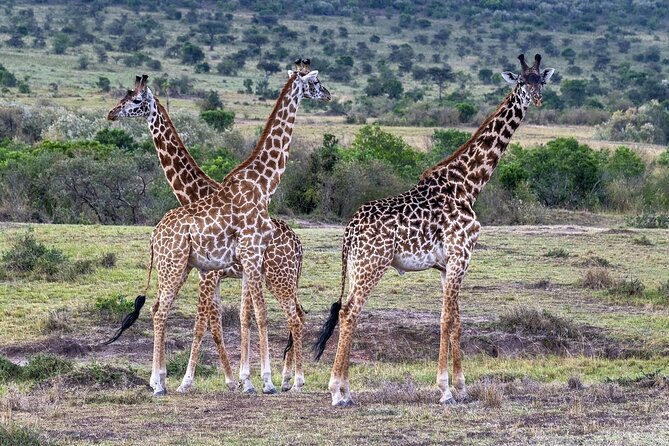 2 Days Safari of Masai Mara - Itinerary