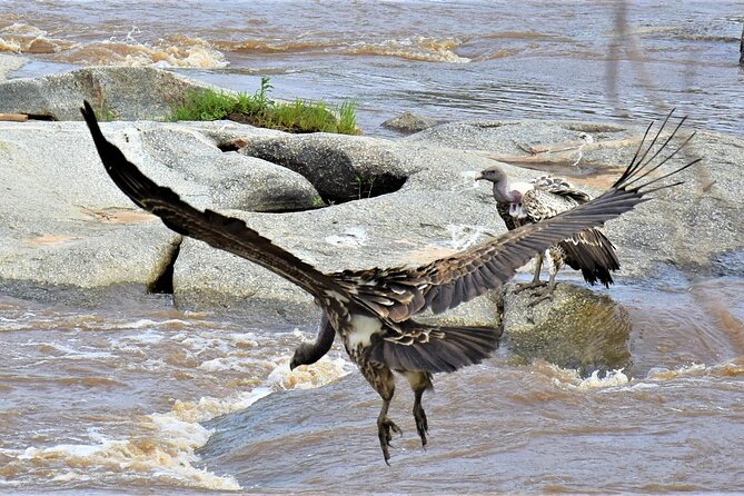 2 Days Safari Through Tarangire NP and Lake Manyara NP - Schedule and Availability