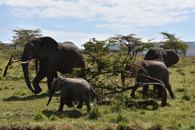 2 Days Safari Through Tarangire NP and Lake Manyara NP - Booking and Cancellation