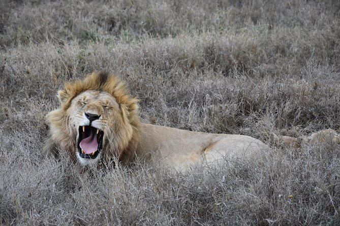 2 Days Safari Through Tarangire NP and Lake Manyara NP - Traveler Experiences