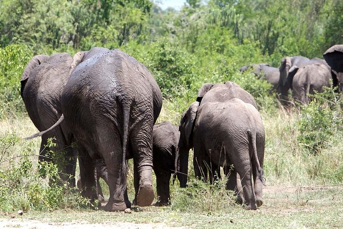 2 Days Safari to Queen Elizabeth National Park With Cruise - Additional Information