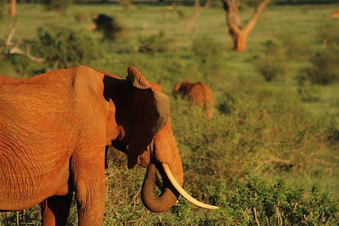 2 Days Safari Tsavo East - Accommodation and Meals