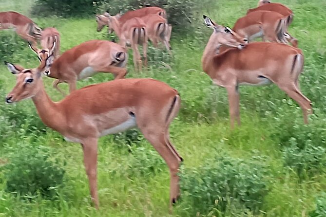 2 Days Safari Tsavo East - Safari Activities