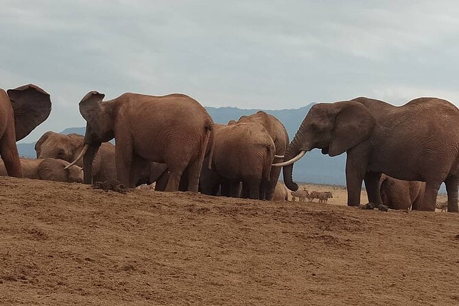 2 Days Safari Tsavo East - Masai Village Visit