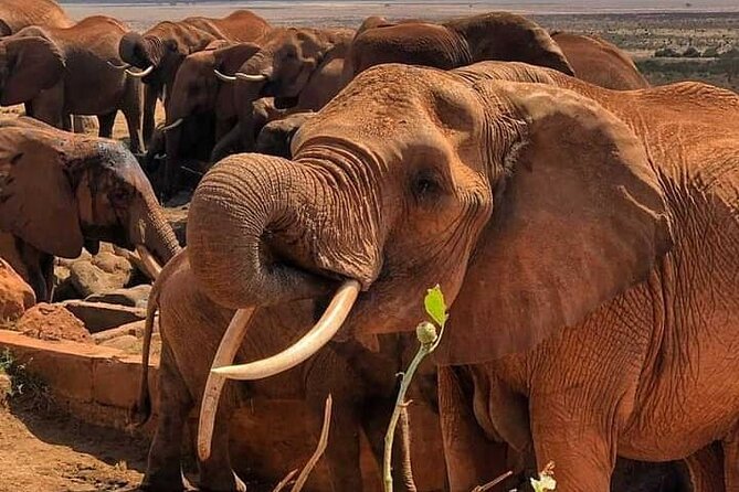 2 Days Safari Tsavo East - Transportation and Logistics