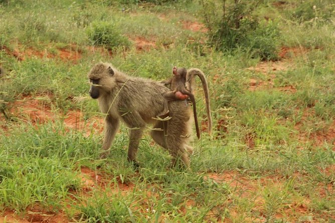 2 Days Safari Tsavo East - Optional Extras