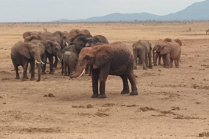 2 Days Safari Tsavo East - Booking and Cancellation