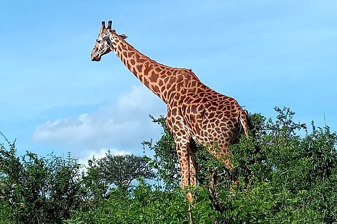 2 Days Safari Tsavo East - Reviews and Rating