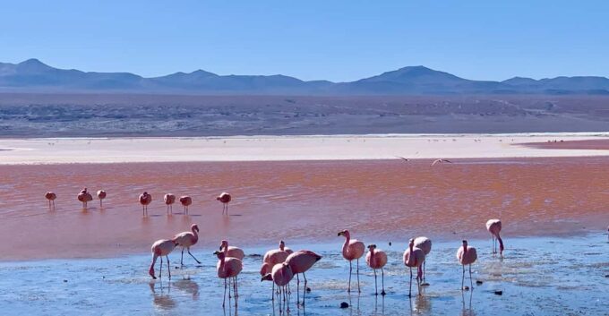 2-Days Salar De Uyuni Including Laguna Colorada - Reservation