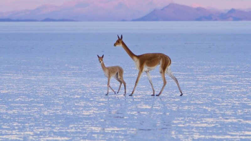 2-Days Salt Flats Private Roundtrip From Uyuni in Rains - Tour Highlights