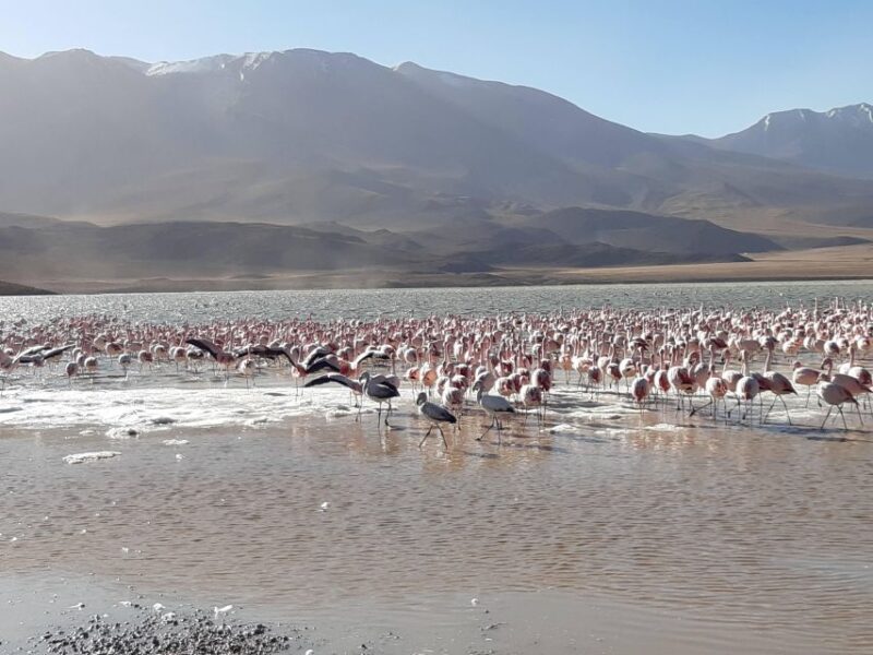 2-Days Salt Flats Private Roundtrip From Uyuni in Rains - Accommodation and Meals