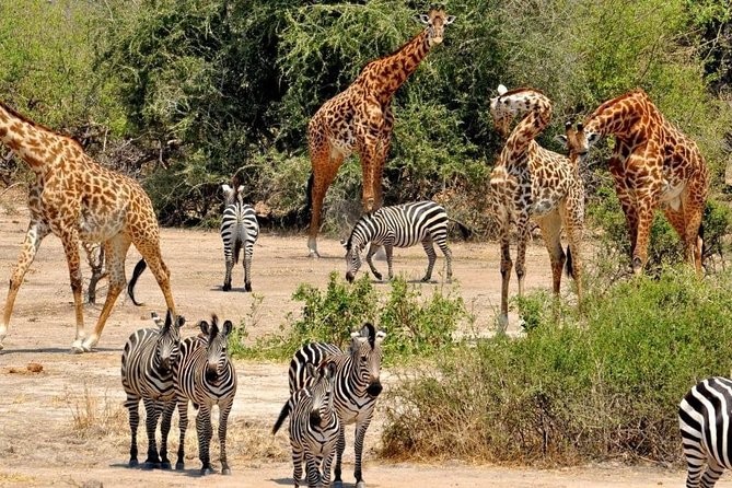 2 Days Selous Game Reserve Safari From Zanzibar or Dar Es Salaam - Wildlife and Scenic Highlights
