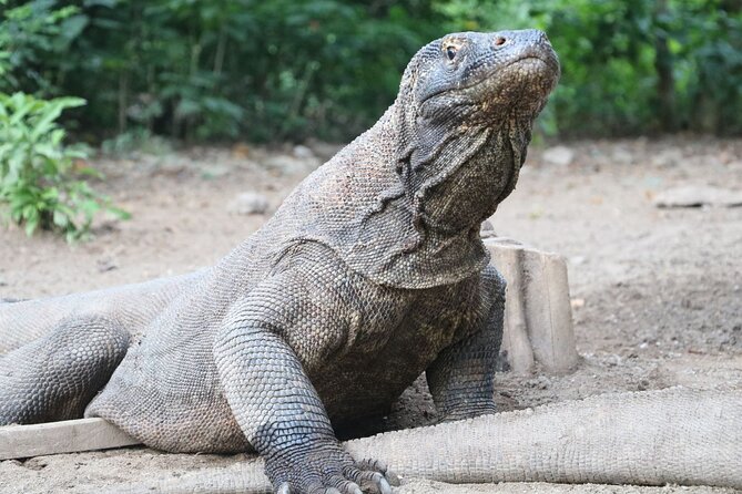 2 Days Shared Speedboat Tour to See Komodo and Sunset Tour - Health and Safety