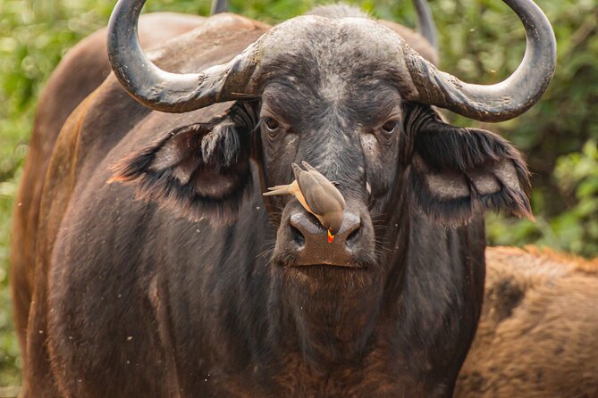 2 Days Tanzania Midrange Group Join Safari - Key Points