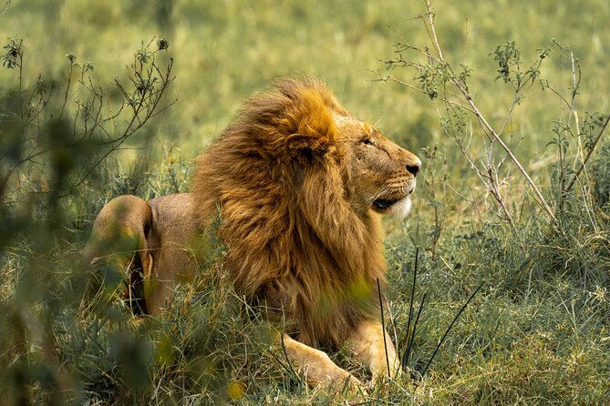 2 Days Tanzania Midrange Group Join Safari - Transportation and Meeting Details
