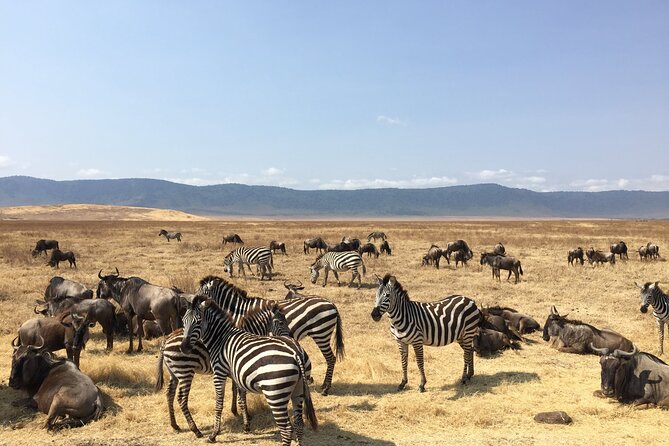 2 Days Tanzania Midrange Group Join Safari - Pricing and Cancellation