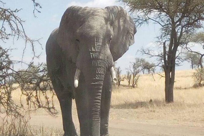2 Days Tanzania Safari - Lake Manyara and Tarangire National Park - Inclusions and Amenities