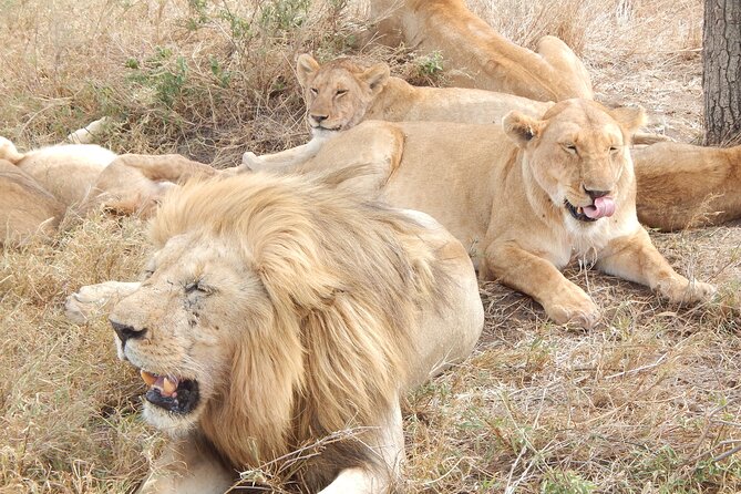 2 Days Tarangire and Ngorongoro Crater Tour - Exclusions