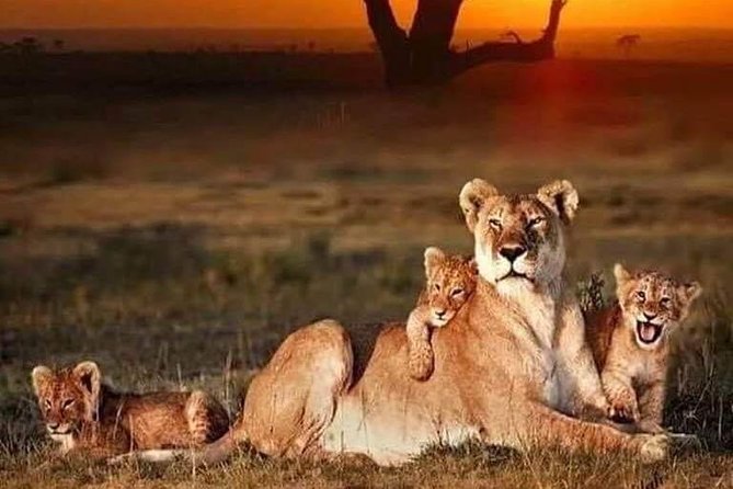 2 Days Tarangire & Ngorongoro Budget Mid-range Camping Safari Tour Tanzania - Meeting and Pickup