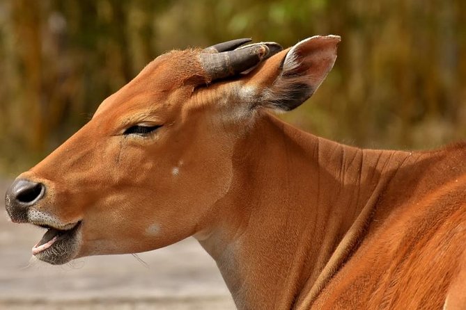 2 Days Tarangire & Ngorongoro Budget Mid-range Camping Safari Tour Tanzania - Health and Accessibility