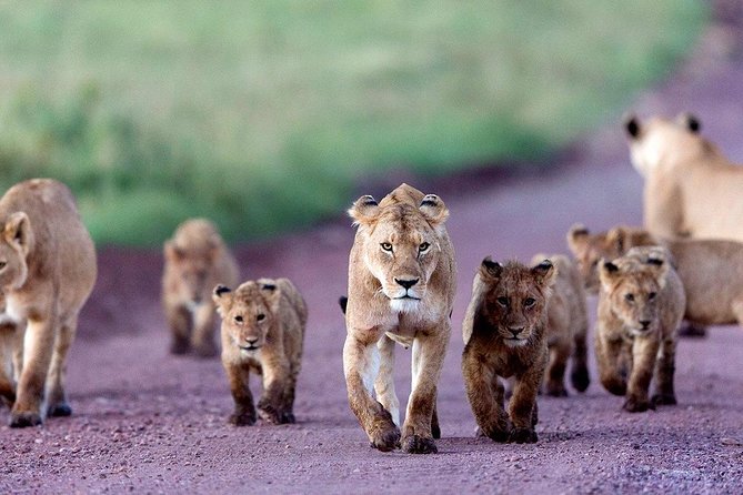 2 Days Tarangire & Ngorongoro Budget Safari Tour Tanzania - Inclusions