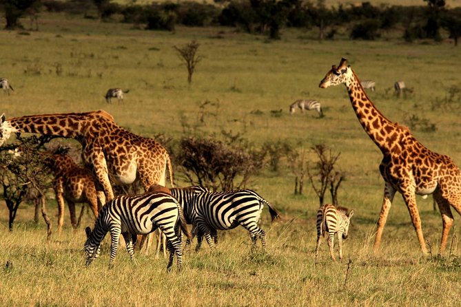 2 Days Tarangire & Ngorongoro Budget Safari Tour Tanzania - Itinerary - Day 1
