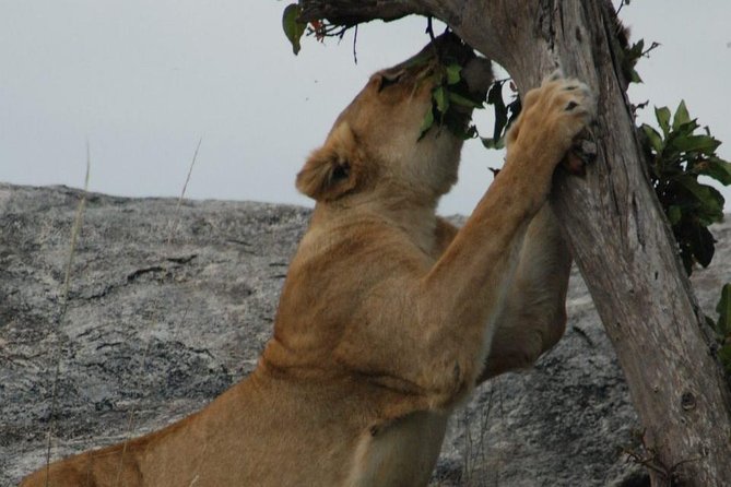 2 Days Tarangire & Ngorongoro Budget Safari Tour Tanzania - Reviews