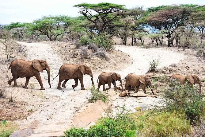 2 Days Tarangire & Ngorongoro Crater Safari Tour Tanzania - Tarangire National Park