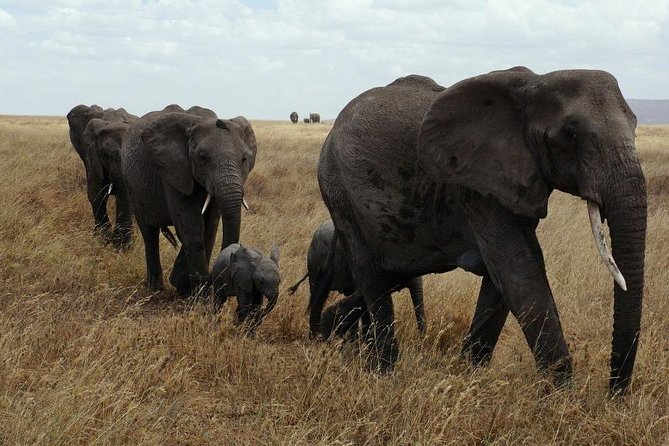 2 Days Tarangire & Ngorongoro Crater Safari Tour Tanzania - Ngorongoro Crater Visit