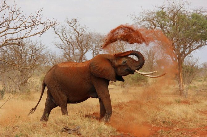 2 Days Tarangire & Ngorongoro Crater Safari Tour Tanzania - Inclusions and Exclusions
