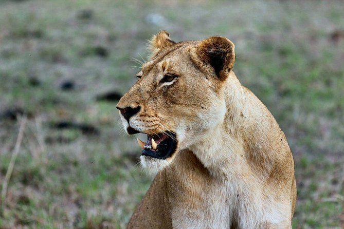 2 Days Tarangire & Ngorongoro Crater Safari Tour Tanzania - Meeting and Pickup