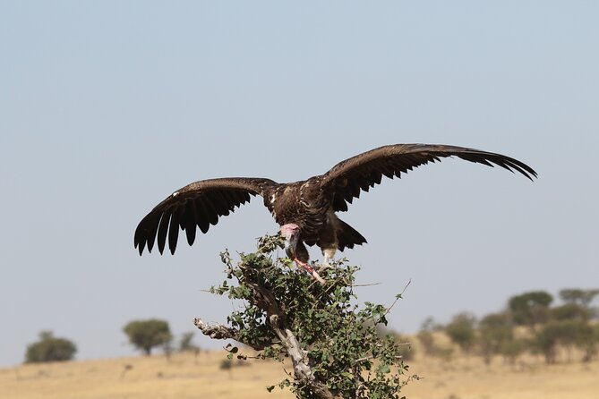 2 Days to Tarangire and Ngorongoro Crater - Inclusions