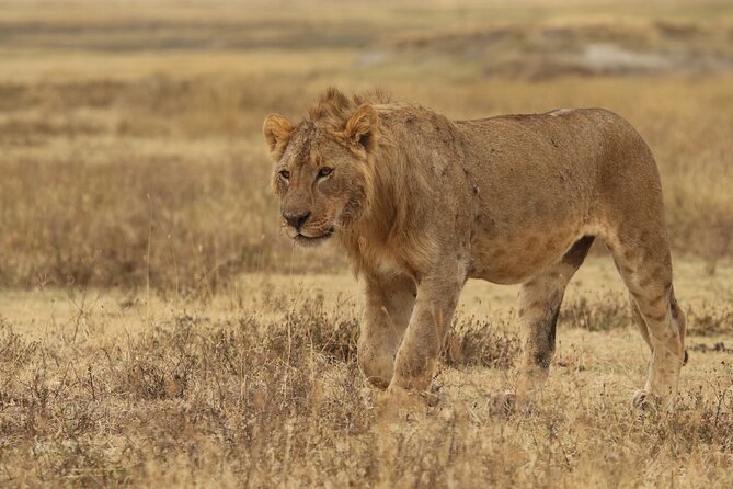2 Days to Tarangire and Ngorongoro Crater - Reviews and Ratings