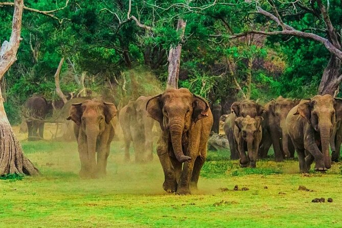2 Days Tour Dambulla Sigiriya Wilpattu Anuradhapura From Colombo - Sum Up