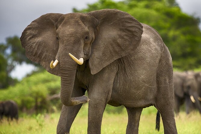 2 Days Tour From Zanzibar to Nyerere National Park (Selous GR) - Health and Accessibility Considerations