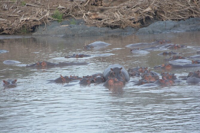 2 Days Tour From Zanzibar to Nyerere National Park (Selous GR) - Participant Reviews and Ratings
