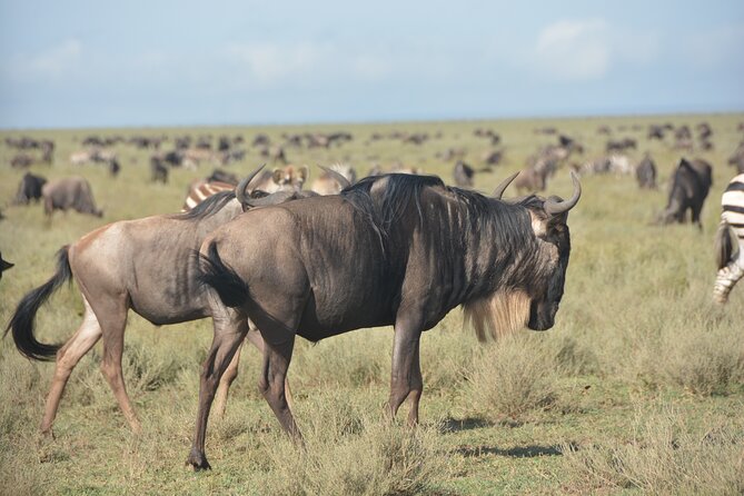 2 Days Tour From Zanzibar to Nyerere National Park (Selous GR) - Day 2: Game Drive and Return