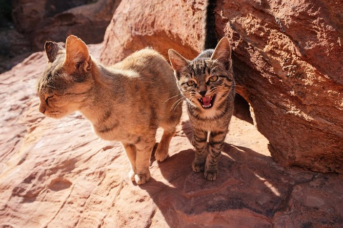 2 Days Tour | Petra, Wadi Rum & Dead Sea | Accommodation Included - Booking Information