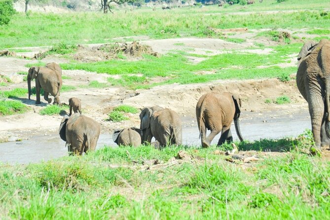 2 Days Tour Tarangire & Ngorongoro - Exploring Tarangire