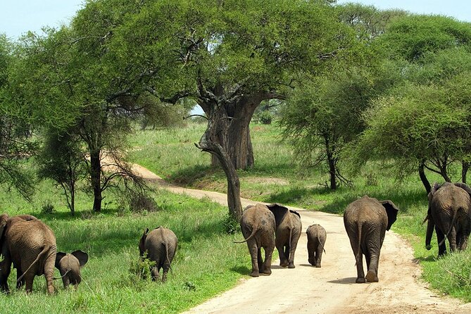 2 Days Tour Tarangire & Ngorongoro - Discovering Ngorongoro