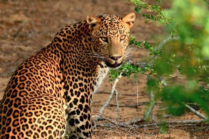2 Days Tour to Galle & Yala National Park From Negombo - Pickup and Timing