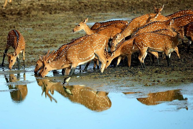 2 Days Tour to Galle & Yala National Park From Negombo - Health and Safety Considerations